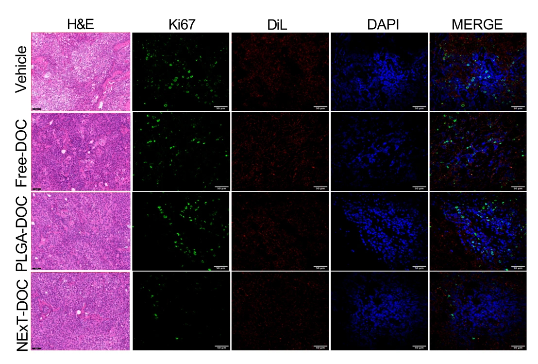 Imagen confocal representativa